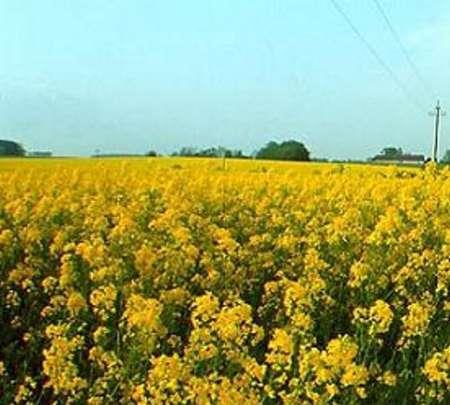 300 هکتار از زمین های کشاورزی سرپل ذهاب به کشت کلزا اختصاص یافت