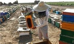 شروع بیمه زنبور عسل در بانک کشاورزی