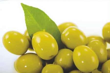 مگس زیتون درکاهش 80 درصدی تولید محصول تاثیر دارد