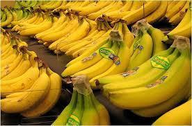 ممنوعیت واردات پاجوش موز از پاکستان/ پتانسیل صادرات 300 هزار تن خرما در کشور