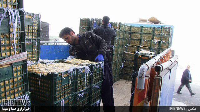 فروش 170 تن سیب مراغه در بورس
