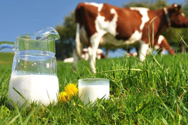 رقابت کارخانجات لبنی علت افزایش قیمت شیرخام است
