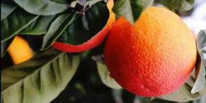 پیش بینی وضعیت تولید مرکبات در کشور