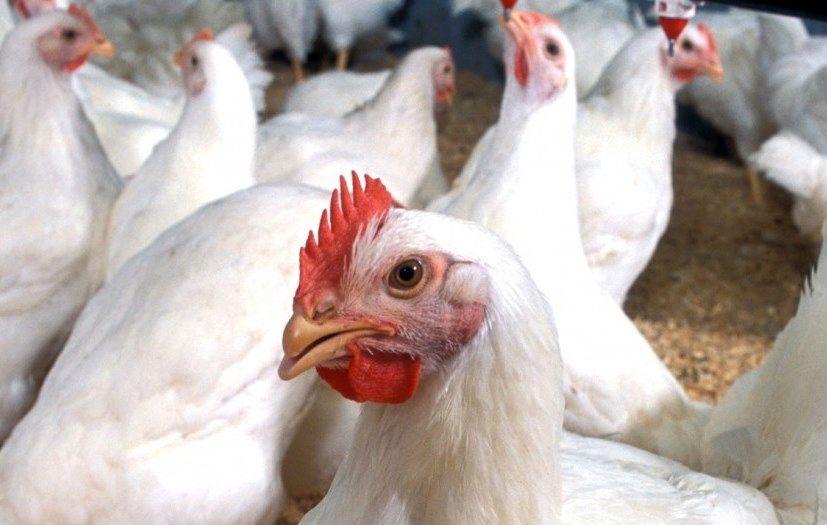 کاهش قیمت مرغ زنده در مرغداری ها/ دفاع تمام قد اتحادیه از مشوق صادراتی/ مردم مرغ سایز مصرف کنند