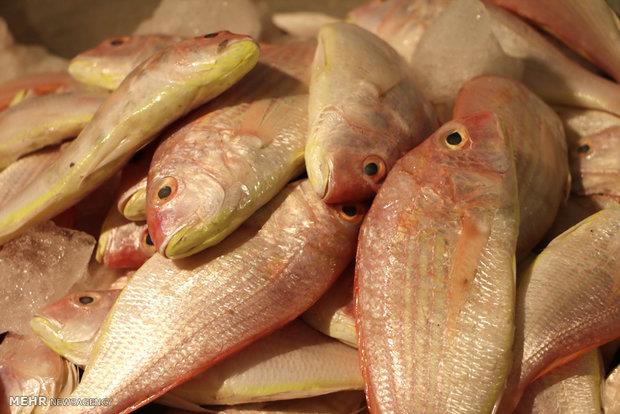 ظرفیت تولید ۲۲ هزار تن ماهی در لرستان/واگذاری سه مجتمع پرورش ماهی