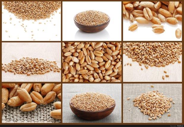 قیمت بهارانه اقلام مصرفی/کارگران در مزارع چقدر درآمد داشتند؟