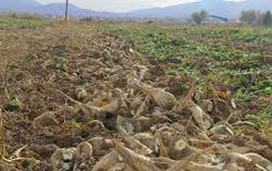 پیش بینی برداشت 60 هزار تن چغندرقند در چهارمحال و بختیاری