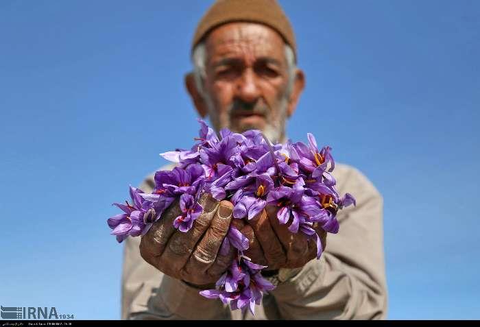 پیش بینی تولید 13 تن زعفران در خراسان شمالی