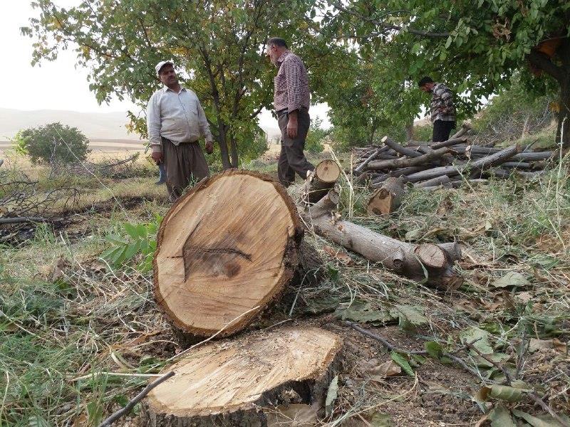 آفت زدگی 40 درصد از درختان گردوی اسدآباد/باغداران از قطع تنه درختان آفت زده پرهیز کنند