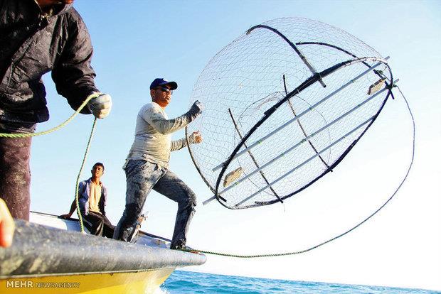 ​۱۹شرکت مجوز صادرات آبزیان دریافت کردند/صادرات بزودی کلید می‌خورد