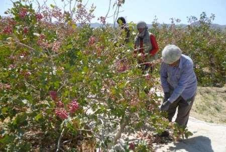 شهرستان خاتم رتبه دوم تولید پسته کشور را داراست