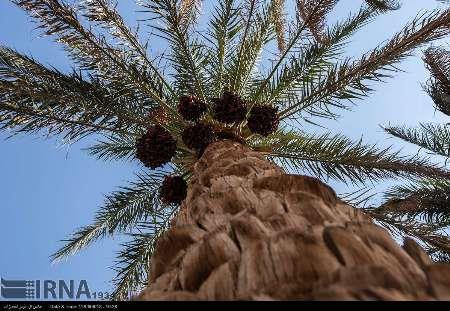 افزایش 16 درصدی برداشت خرما در شرق کرمان