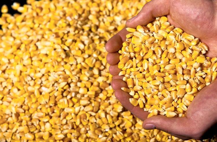 رونق در معاملات آتی ذرت در بورس کالا