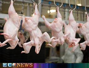 ممنوعیت ورود مرغ ایرانی به عراق لغو شد