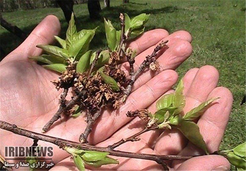 خسارت 49 میلیارد تومانی به بخش کشاورزی مهاباد