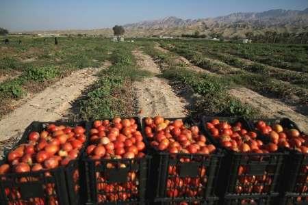 سطح زیرکشت گوجه فرنگی در استان بوشهر کاهش می یابد