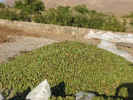 برداشت گردو در آذربایجان غربی آغاز شد