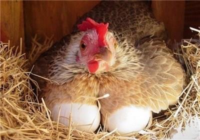 تقاضای فصل سرد، مرغ و تخم مرغ را گران گرد