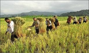 خبر خوش برای کشاورزان طلبکار از دولت