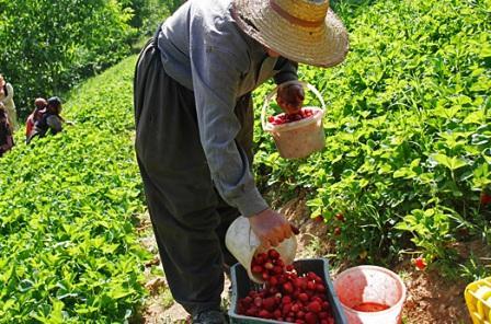 13 هزار بهره بردار کردستانی در تولید توت فرنگی اشتغال دارند