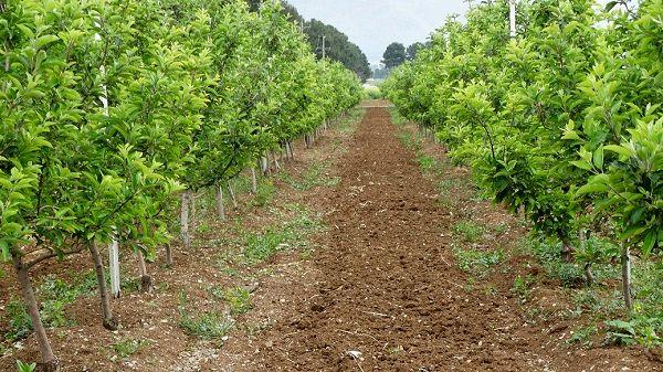 توسعه 2700 هکتار در استان کرمانشاه