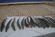 صیادان غیرمجاز توسط نیروهای یگان حفاظت شیلات گلستان متوقف شدند