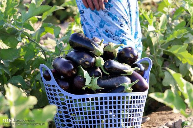 صادرات محصولات کشاورزی استان بوشهر ۷۱ درصد افزایش یافت