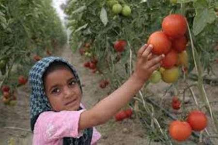 سطح زیر کشت گوجه فرنگی درپارسیان 35درصد کاهش یافت