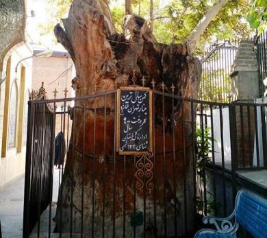 درختی که عامل افزایش مگس سفید در تهران است!