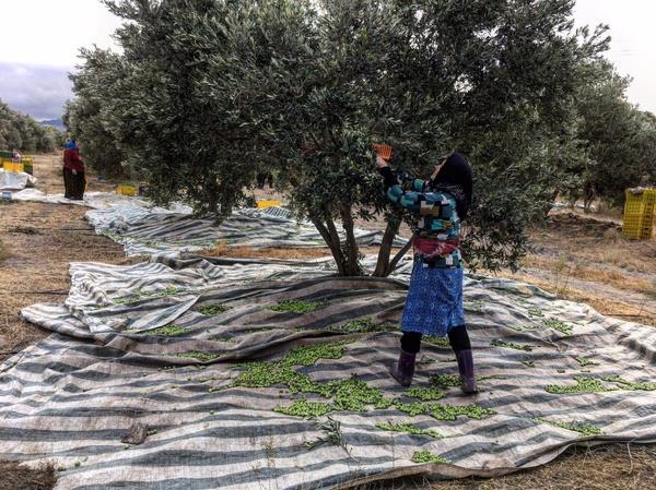 مگس زیتون شرایط مساعدی برای طغیان داشت/ آفت مهار شد