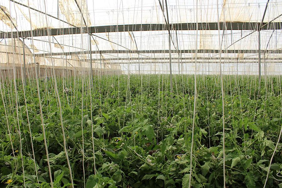 گلخانه تولید محصولات کشاورزی در هشتبندی