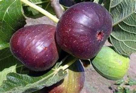 برداشت انجیر از سطح باغات شهرستان پلدختر آغاز شد