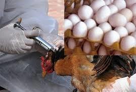 تکذیب واردات تخم‌مرغ/ پیگیری حجتی برای جبران خسارت آنفلوانزای مرغی