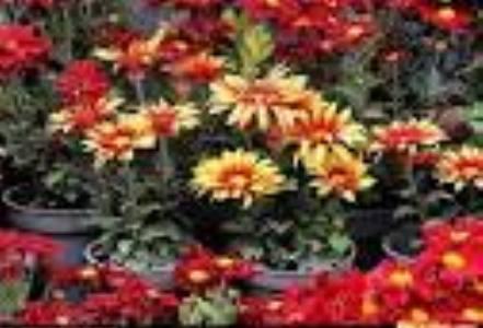 20 میلیون دلار گل و گیاه به خارج از کشور صادر شد