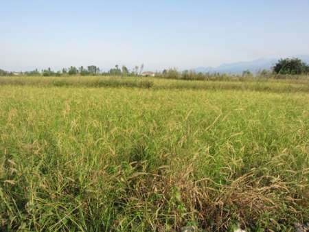 بیش از سه هزار هکتار از اراضی آستانه به کشت دوم اختصاص یافت