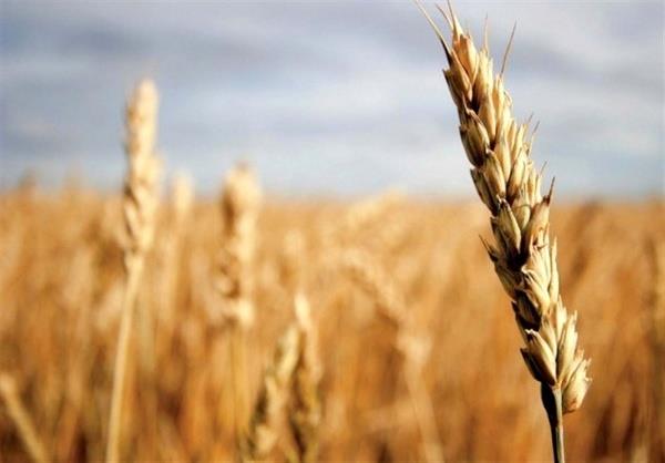 وزارت جهاد کشاورزی به پخش گزارش بخش خبری 20:30 درباره خرید گندم واکنش نشان داد