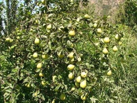 برداشت گلابی از باغات گالیکش آغاز شد