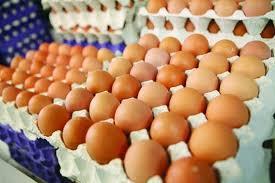 تخم‌مرغ‌های «طلا» در سبد خانوار/ تعیین قیمت به جای بازار به دلالان سپرده شد