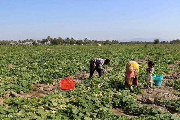 سهم 19.4 درصدی بخش کشاورزی از اشتغال کل کشور / بالاتر بودن نرخ مشارکت اقتصادی در روستاها نسبت به شهرها