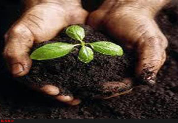 11 کشور بذرهای مورد نیاز کشور را تامین میکنند/ برآورد مصرف 4 میلیون و 700 تن مصرف کود در سال جاری