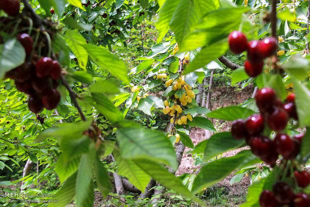 درختان سیاه ریشه در ۶۰ هکتار از اراضی شیبدار قائمشهر کاشت می شود