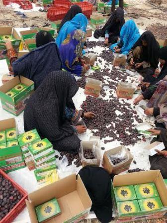 برداشت خرما در رودبار جنوب آغاز شد