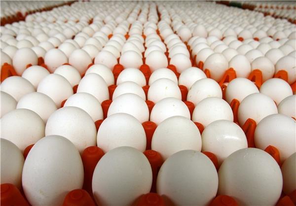 صادرات 25 هزار تن تخم مرغ/ مصرف سرانه کشور به 191 عدد رسید