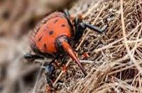 اختصاص ۱۰۰ میلیارد تومان برای مبارزه با آفت سرخرطومی حنایی خرما