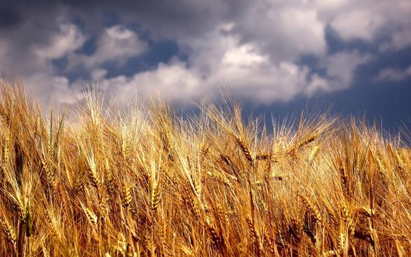 ایران 1.5 میلیون تن گندم از روسیه خرید