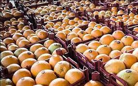 سوءمدیریت تاریخی در تنظیم بازار محصولات کشاورزی/ باز هم بازار مرکبات