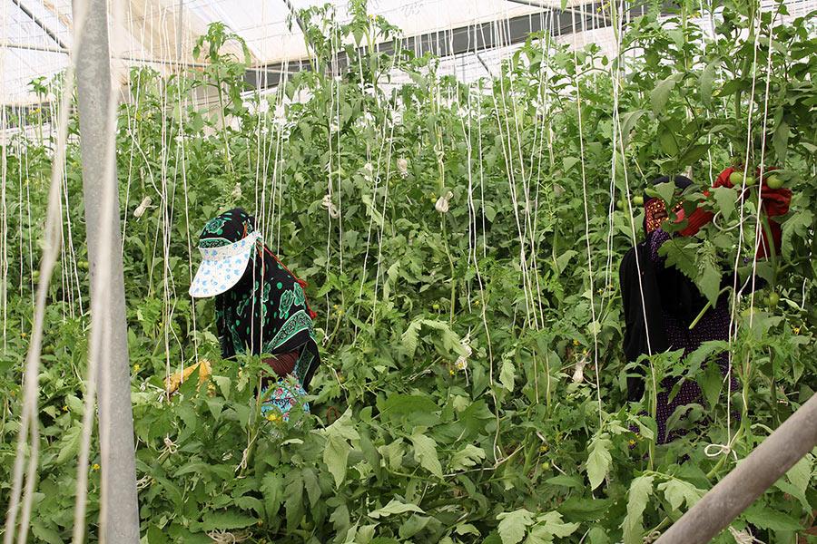 فعالیت کارگران در گلخانه ها