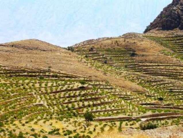 25 هکتار باغ دیم در شهرستان کامیاران ایجاد شد