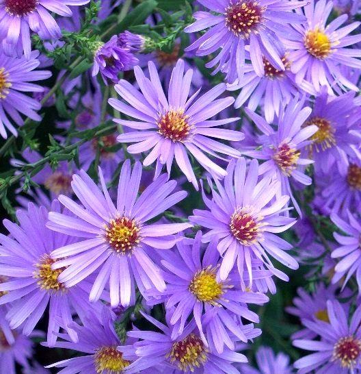 کشت گیاه دارویی کاسنی در شهرستان اردل برای نخستین بار