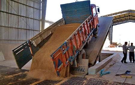 خرید 13هزار تن جو به صورت تضمینی در خراسان شمالی